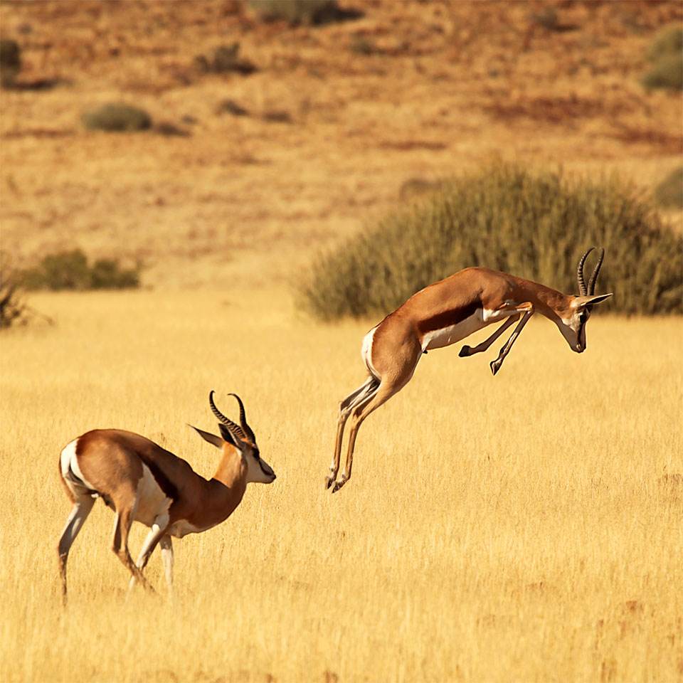 Springbok.