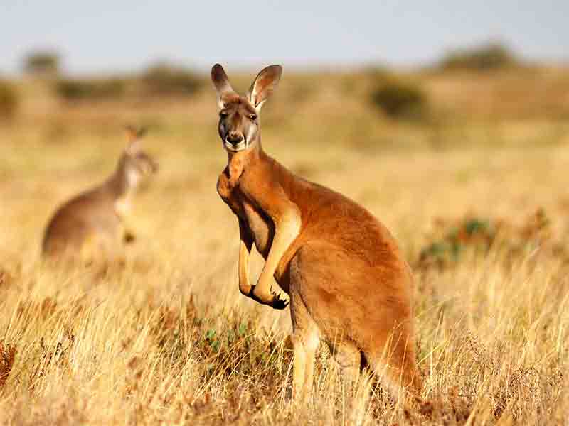 Kangaroo. Investiční zlaté mince Austrálie.